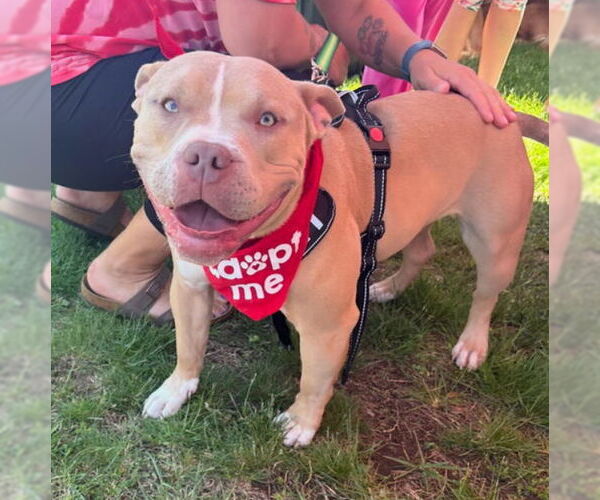 Medium Photo #16 American Pit Bull Terrier-Unknown Mix Puppy For Sale in Grafton, WI, USA