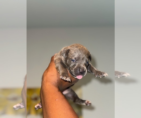 Medium Photo #3 American Bully Puppy For Sale in VON ORMY, TX, USA