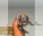 Small #2 American Bully