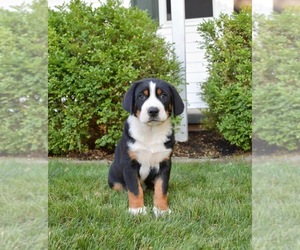 Greater Swiss Mountain Dog Puppy for sale in BELLEFONTE, PA, USA