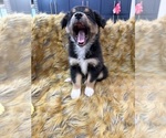 Small Photo #8 Australian Shepherd Puppy For Sale in NEW BRAUNFELS, TX, USA