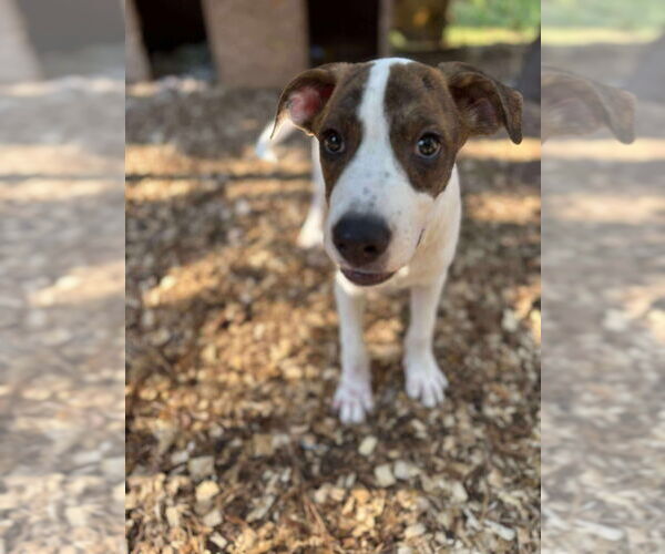 Medium Photo #2 Mutt Puppy For Sale in Oak Bluffs, MA, USA