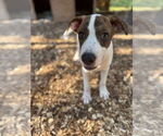 Small #1 Mutt