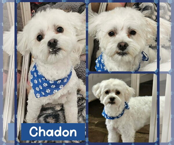 Medium Photo #2 Maltipoo (Miniature) Puppy For Sale in Littleton, CO, USA