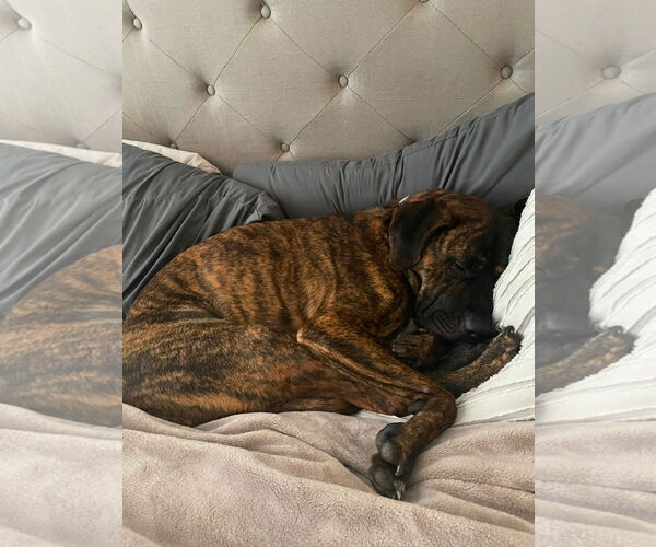 Medium Photo #4 Mastiff Puppy For Sale in Goodyear, AZ, USA