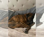 Small #3 Mastiff