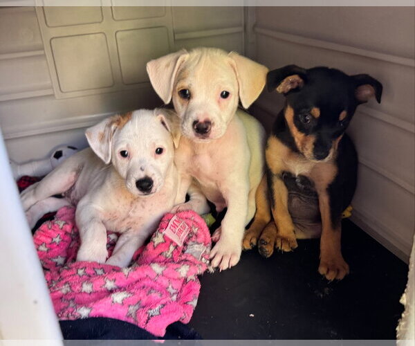 Medium Photo #5 Chihuahua-Unknown Mix Puppy For Sale in Virginia Beach, VA, USA