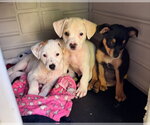 Small #4 Chihuahua Mix
