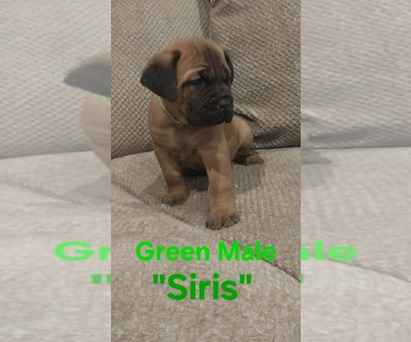Medium Photo #1 Cane Corso Puppy For Sale in DANVILLE, IL, USA