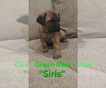 Small Cane Corso