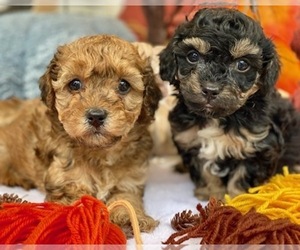 Poodle (Miniature) Puppy for sale in SWARTZ CREEK, MI, USA