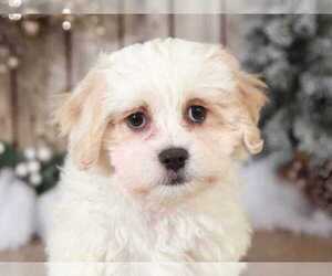 Zuchon Puppy for sale in MOUNT VERNON, OH, USA