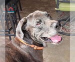 Small #4 Great Dane Mix