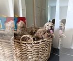 Small Goldendoodle