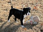 Small Photo #60 Boxer Puppy For Sale in CHILHOWEE, MO, USA