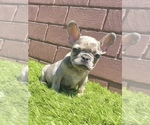 Small Photo #66 French Bulldog Puppy For Sale in JACKSONVILLE, FL, USA