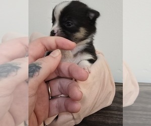 Pomeranian Puppy for sale in ALBUQUERQUE, NM, USA