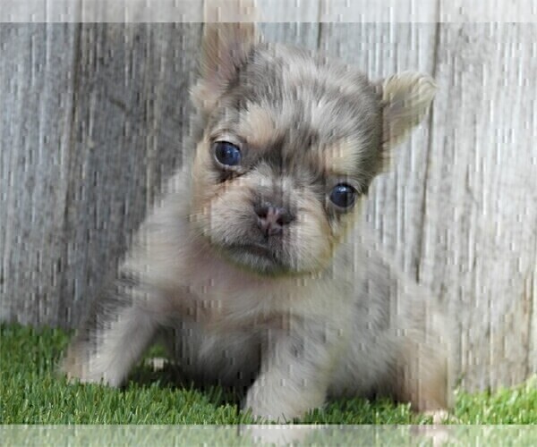Medium Photo #13 French Bulldog Puppy For Sale in WEST PALM BEACH, FL, USA