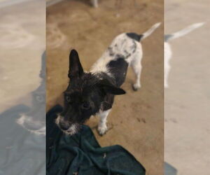 Mutt Dogs for adoption in Candler, NC, USA
