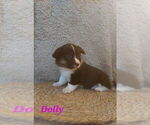 Small #1 American Corgi