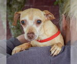Small #3 Chiweenie