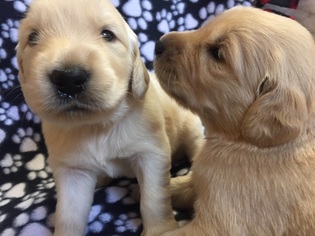 Golden Retriever Puppy for sale in LADY LAKE, FL, USA