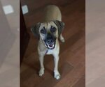 Small #9 Black Mouth Cur Mix