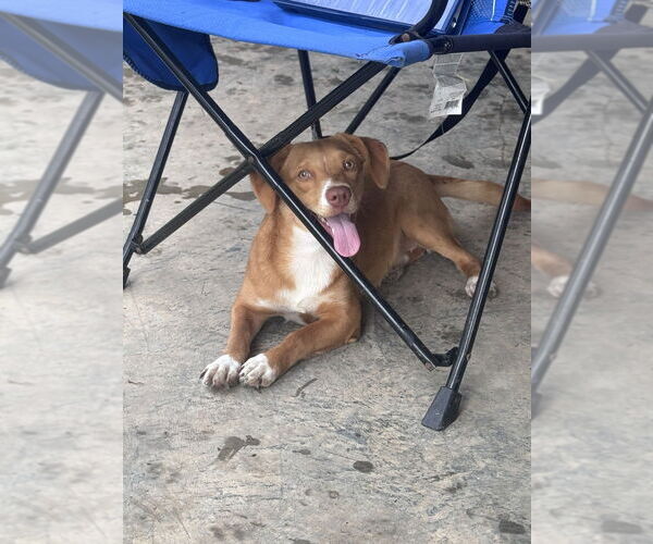 Medium Photo #3 Chiweenie Puppy For Sale in Elmsford, NY, USA