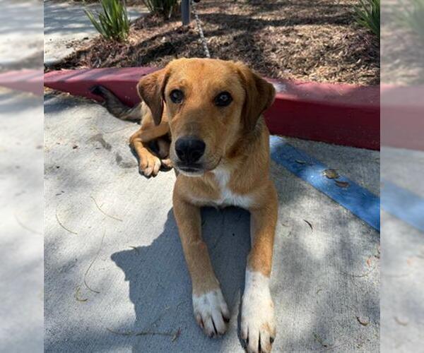 Medium Photo #1 Shepradors Puppy For Sale in Redlands, CA, USA