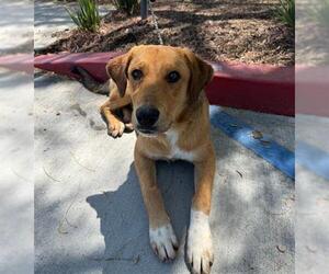Shepradors Dogs for adoption in Redlands, CA, USA