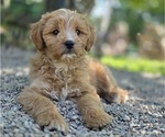Small Goldendoodle (Miniature)