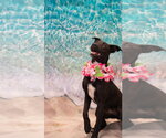 Small #6 Labrador Retriever Mix