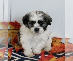 Mal-Shi Puppy for sale in FREDERICKSBURG, OH, USA
