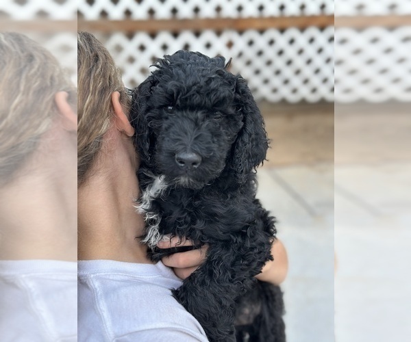 Medium Photo #3 F2 Aussiedoodle Puppy For Sale in FRESNO, CA, USA