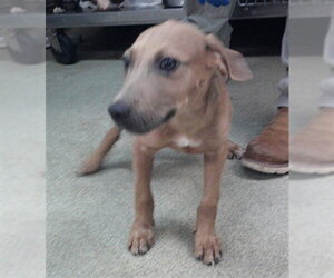 Staffordshire Bull Terrier-Unknown Mix Dogs for adoption in Oklahoma City, OK, USA