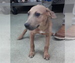 A480652 - Male Staffordshire Bull Terrier-Unknown Mix Dog for Adoption - Small photo