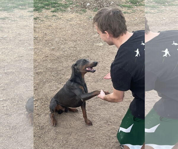 Medium Photo #14 Doberman Pinscher Puppy For Sale in Buffalo, MN, USA