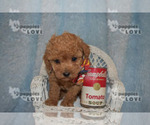 Small #6 Poodle (Toy)