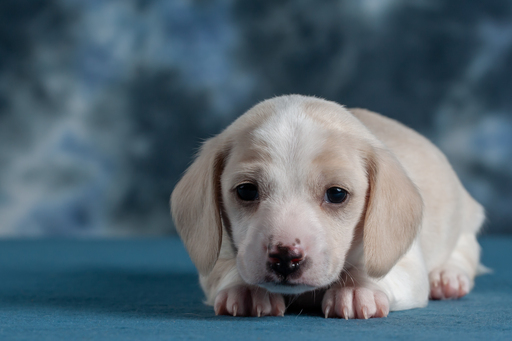 Medium Photo #7 Dachshund Puppy For Sale in CROWLEY, TX, USA