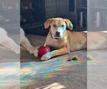 Small #1 Labrador Retriever Mix