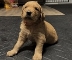 Puppy Orange Golden Irish-Golden Retriever Mix