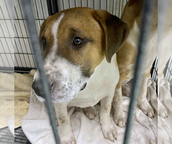 Medium Photo #15 Retriever -Unknown Mix Puppy For Sale in GILBERTS, IL, USA