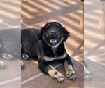 Small #1 Mutt