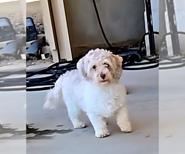 Medium Photo #2 Poodle (Miniature)-Unknown Mix Puppy For Sale in Fallbrook, CA, USA