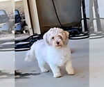 Small #1 Poodle (Miniature) Mix