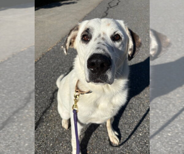 Medium Photo #11 Great Pyrenees-Unknown Mix Puppy For Sale in Brewster, NY, USA