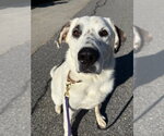 Small #10 Great Pyrenees Mix