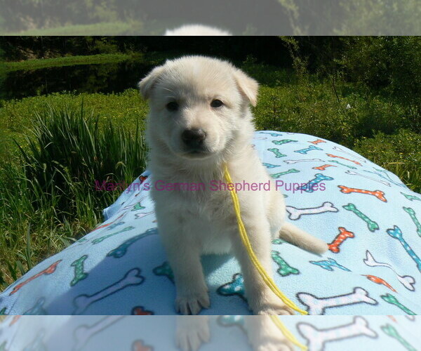 Medium Photo #14 German Shepherd Dog Puppy For Sale in PIEDMONT, MO, USA