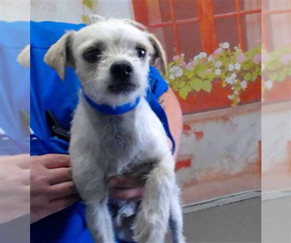 Medium Photo #1 Chihuahua-Unknown Mix Puppy For Sale in San Bernardino, CA, USA
