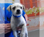 Small Chihuahua Mix